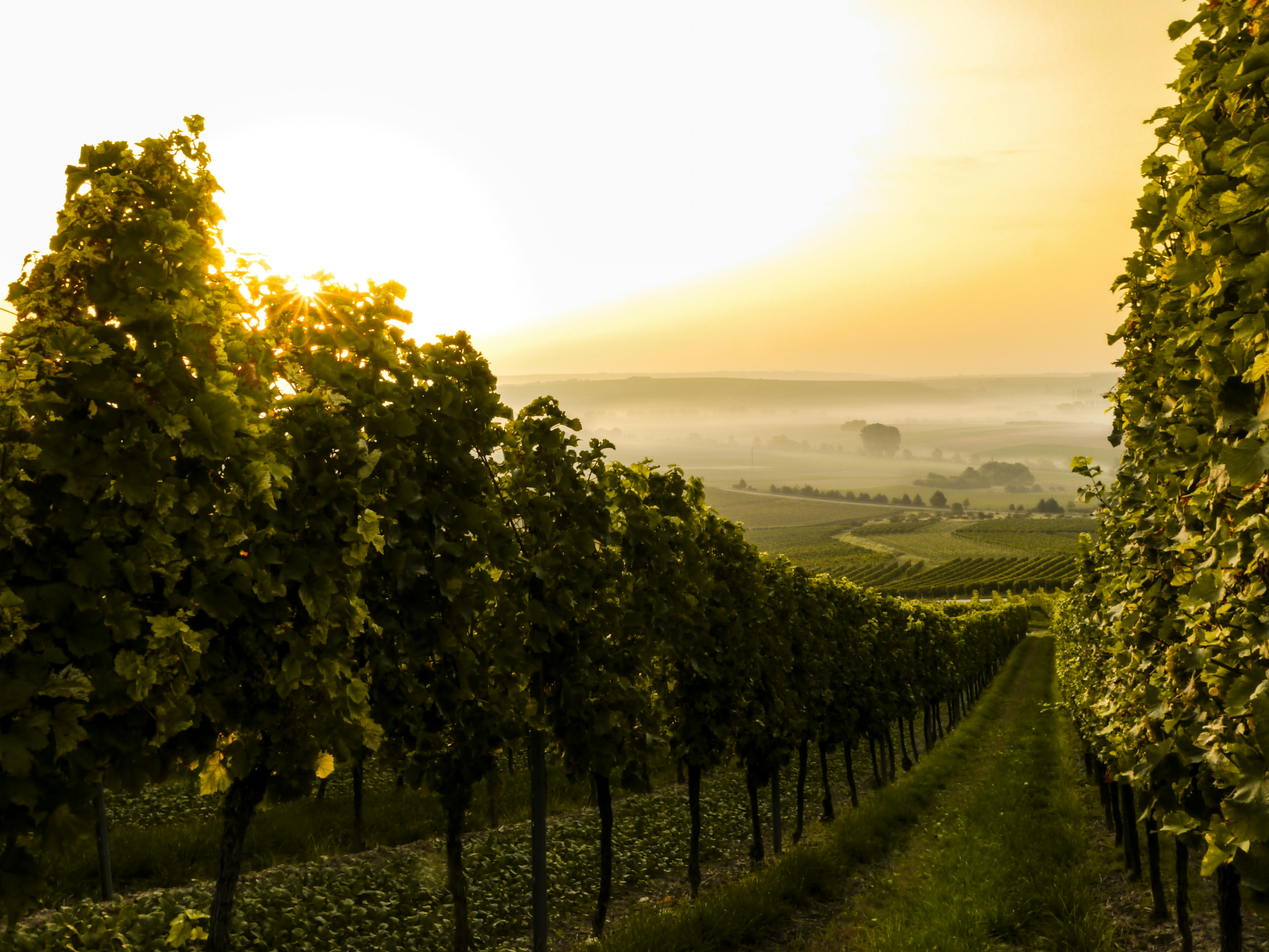 June 2025 – Bolnisi Protected Designation of Origin (PDO) Wine Festival